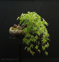 Virginia Creeper bonsai